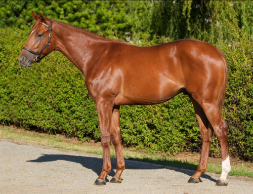 SHARES AVAILABLE IN TRIPPI COLT FROM NATIONALS